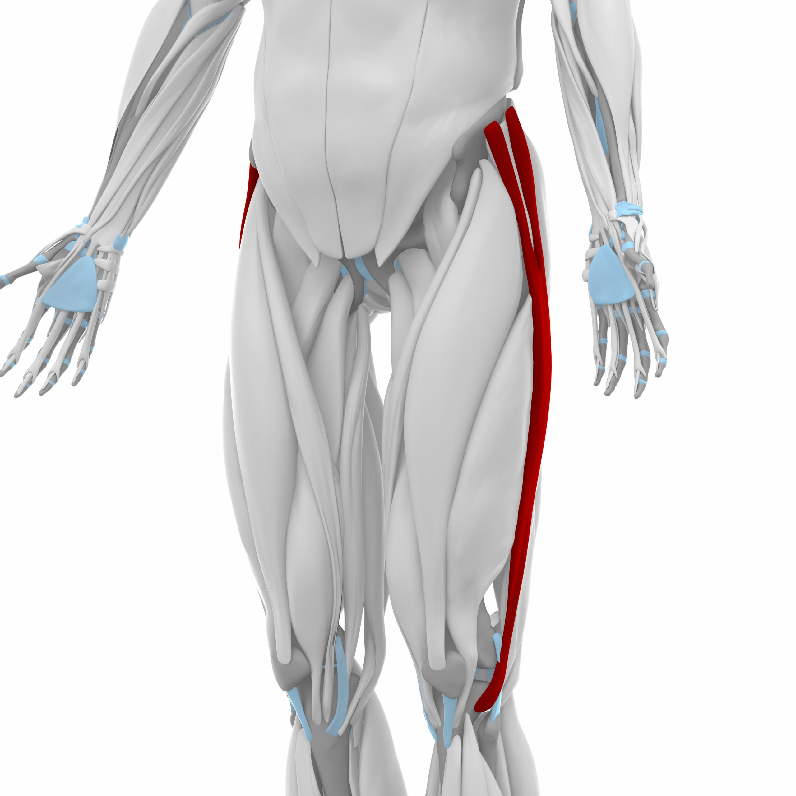 Iliotibial tract - Muscles anatomy map